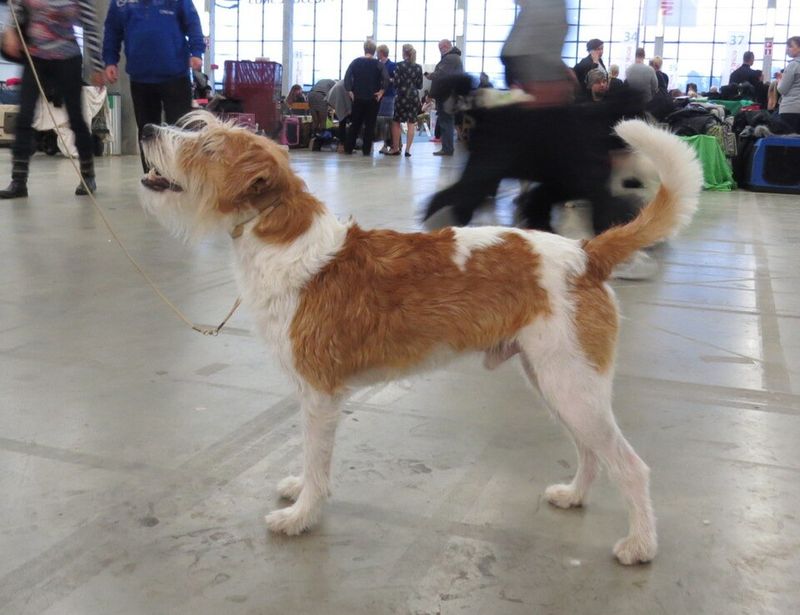 Parson Russell Terrier