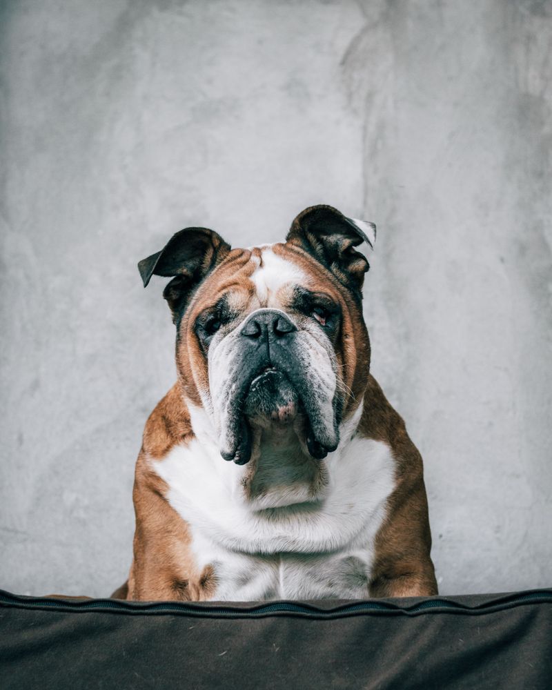 A normal walk can become dangerous much faster for these 15 dog breeds 3 Bulldog