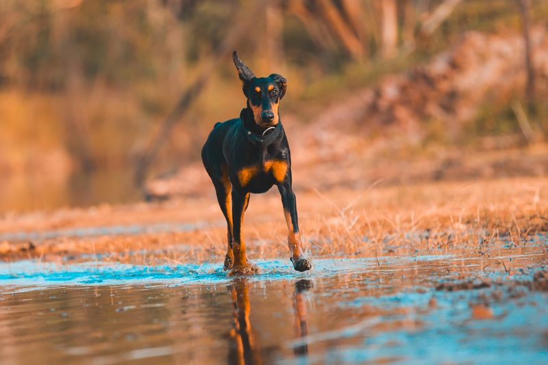 11 dogs that can make one family member feel like royalty - plus 2 that prefer loving the whole household 4 Doberman Pinscher