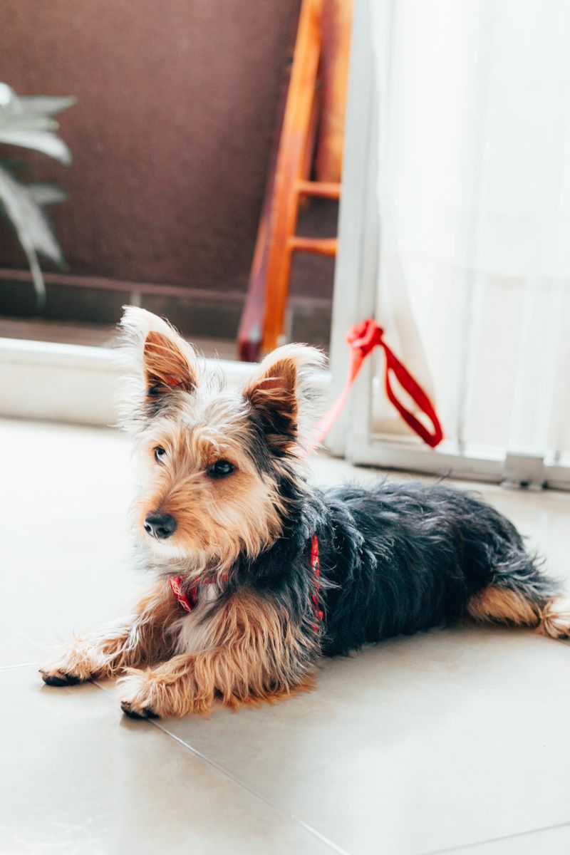 24 Tiny Dog Breeds Weighing Under 5 Pounds – Small in Size, Big in Personality 14 Biewer Terrier