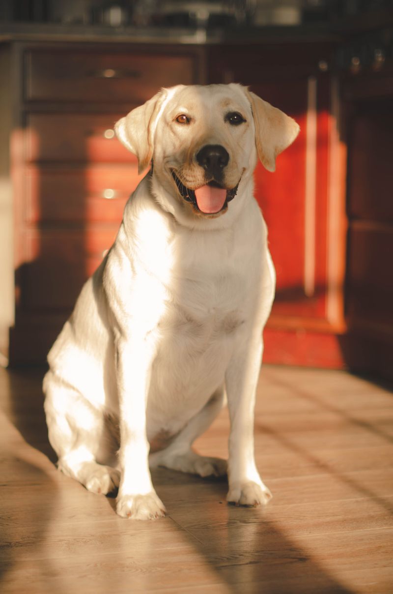 11 dog breeds that know your departure routine by heart - until you change one tiny detail 4 Labrador Retriever