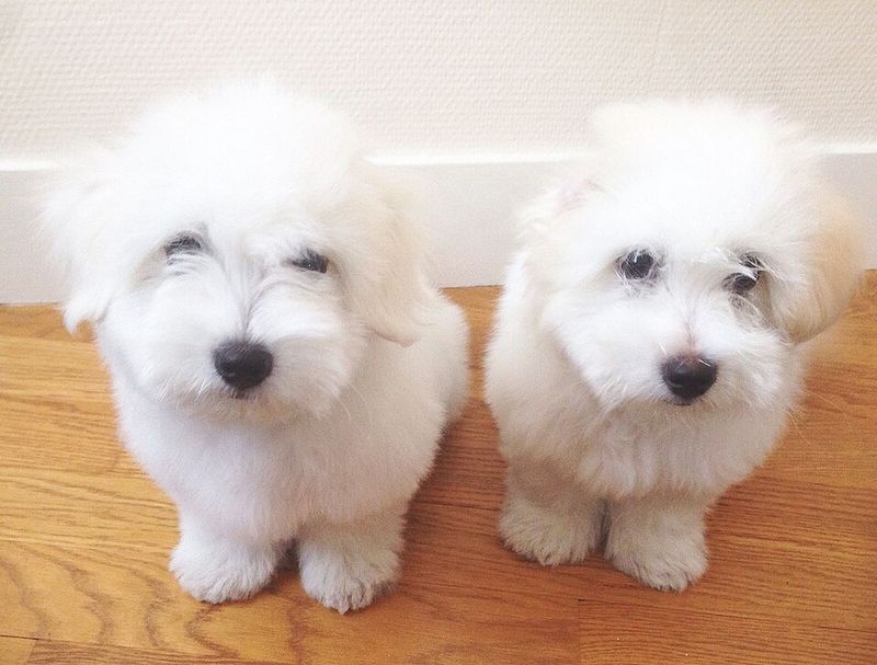 Coton de Tulear