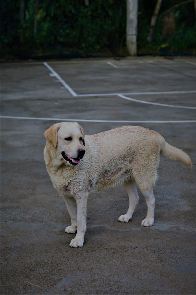 12 dogs that may appreciate a predictable household - plus 2 that enjoy shaking things up 15 Labrador Retriever