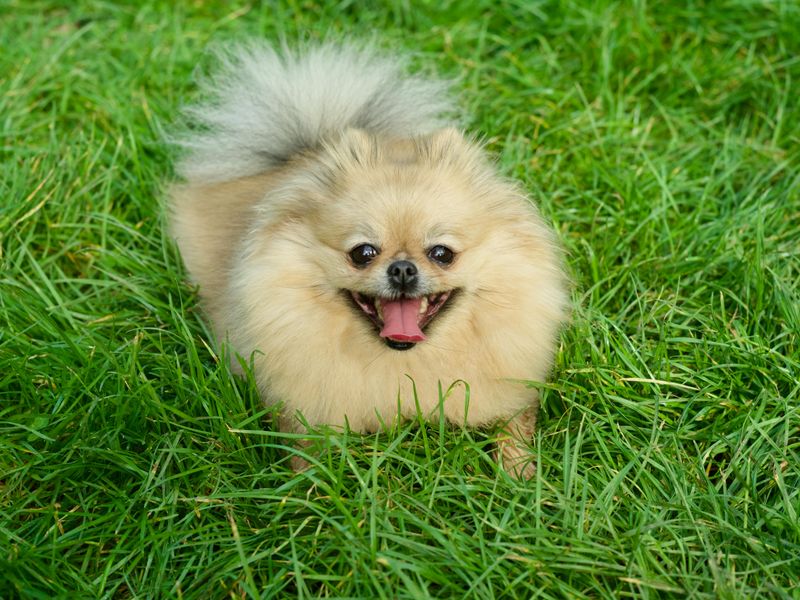 12 dog breeds so charming owners ignore every bad habit 12 Pomeranian