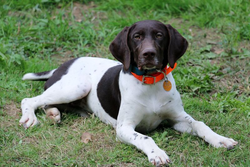 German Shorthaired Pointer
