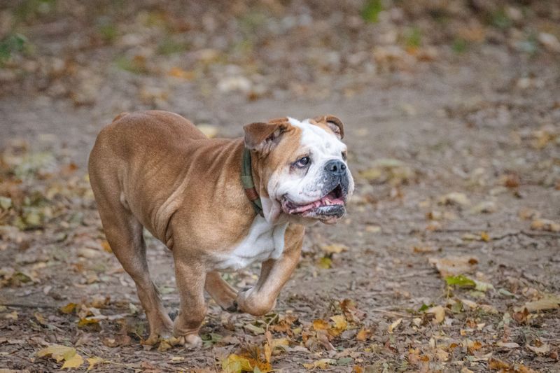 These dog breeds aren't lazy - they simply know when their energy is worth using 11 English Bulldog