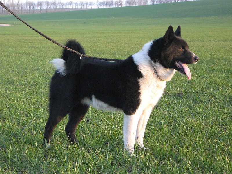 11 independent dog breeds that train differently - plus 3 that respond best once they trust you 14 Karelian Bear Dog