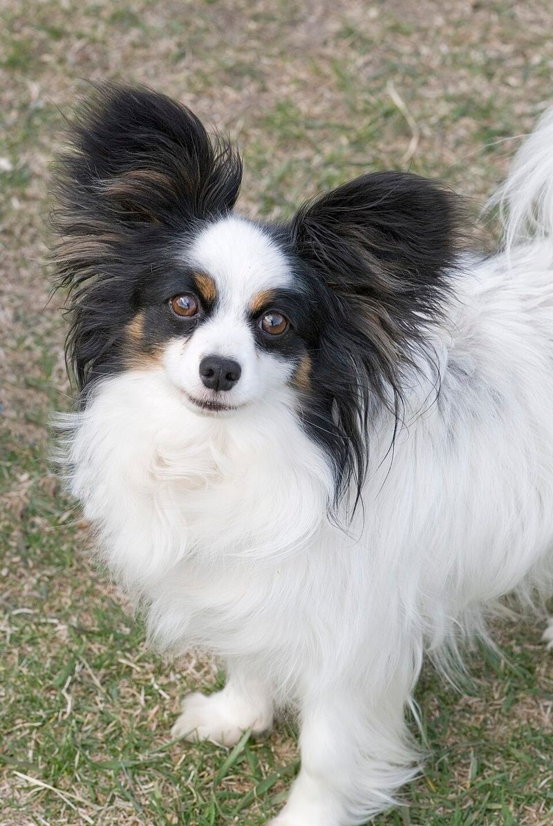 14 tiny dog breeds with huge personalities and zero fear 8 Papillon