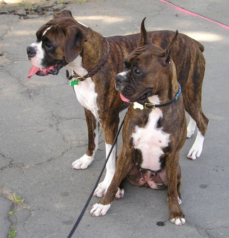 Looking for a naturally steady companion? These dog breeds rarely disappoint 8 Boxer