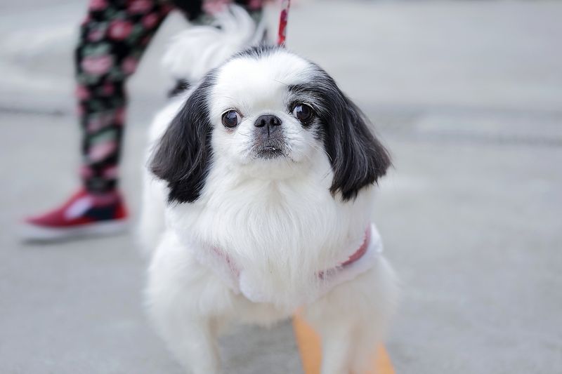 Some dog breeds simply have less to say - and peaceful households may love them for it 6 Japanese Chin