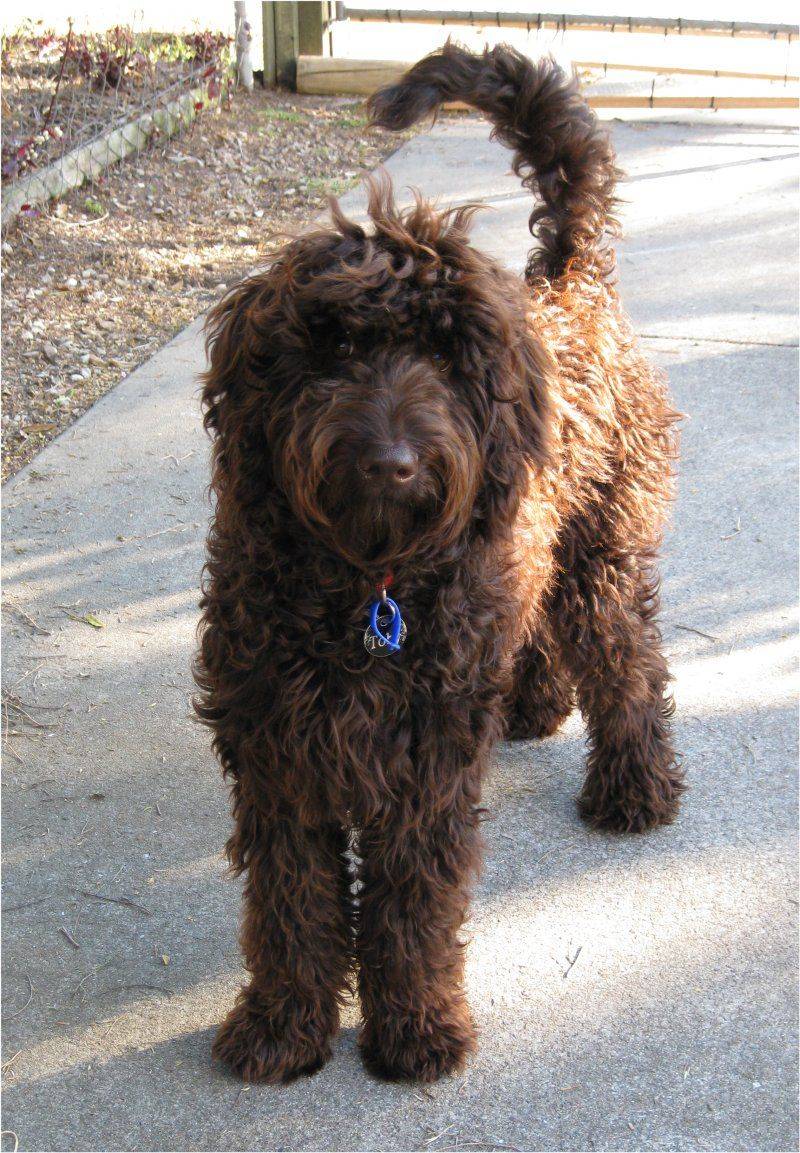 Labradoodle (Labrador + Poodle)