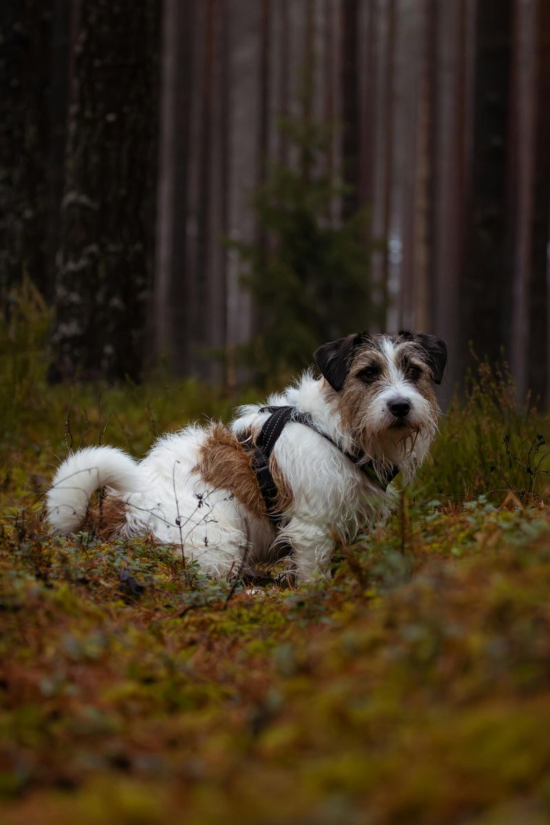Jack Russell Terrier