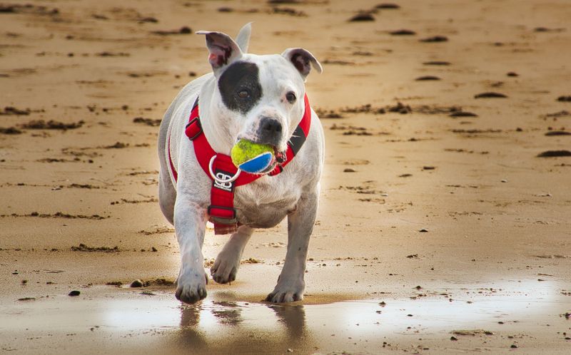Think you know your dog breeds? These 11 are mistaken more than any others – plus 2 surprising lookalikes 3 Staffordshire Bull Terrier