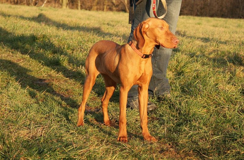 13 dogs that flourish in warm weather - and 3 that adapt better than most people expect 2 Vizsla