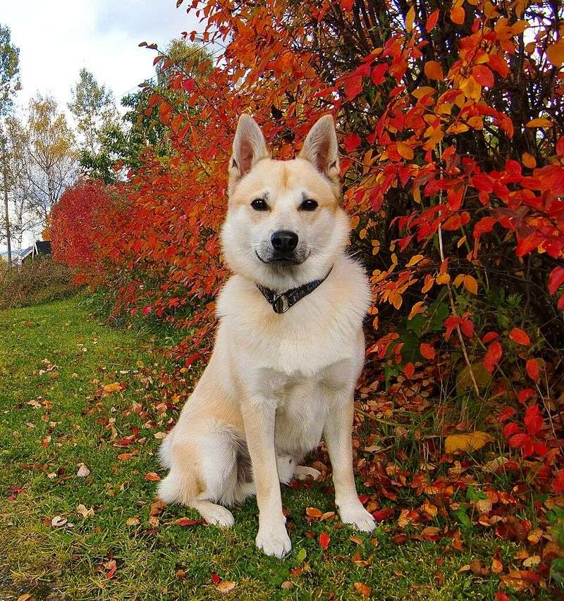 Certain dog breeds are known for hardiness while others require owners to prepare for more potential health concerns 8 Norwegian Buhund - cheerful helper from the north
