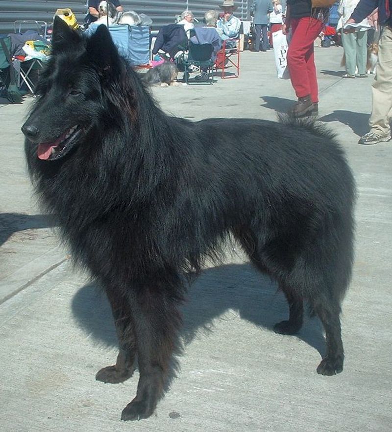 Belgian Sheepdog (Groenendael)