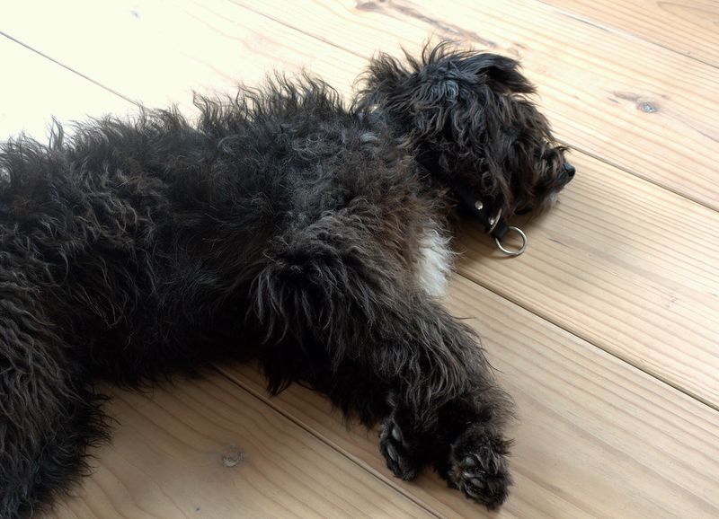 Portuguese Water Dog