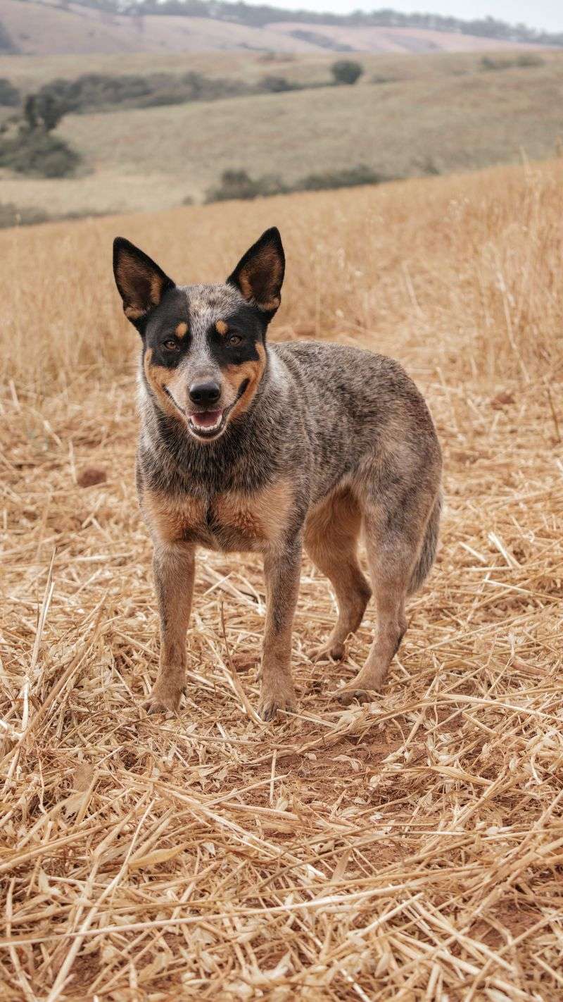 A full bowl and a long walk can solve a lot - Just not everything these dogs need 6 Australian Cattle Dog - gritty worker