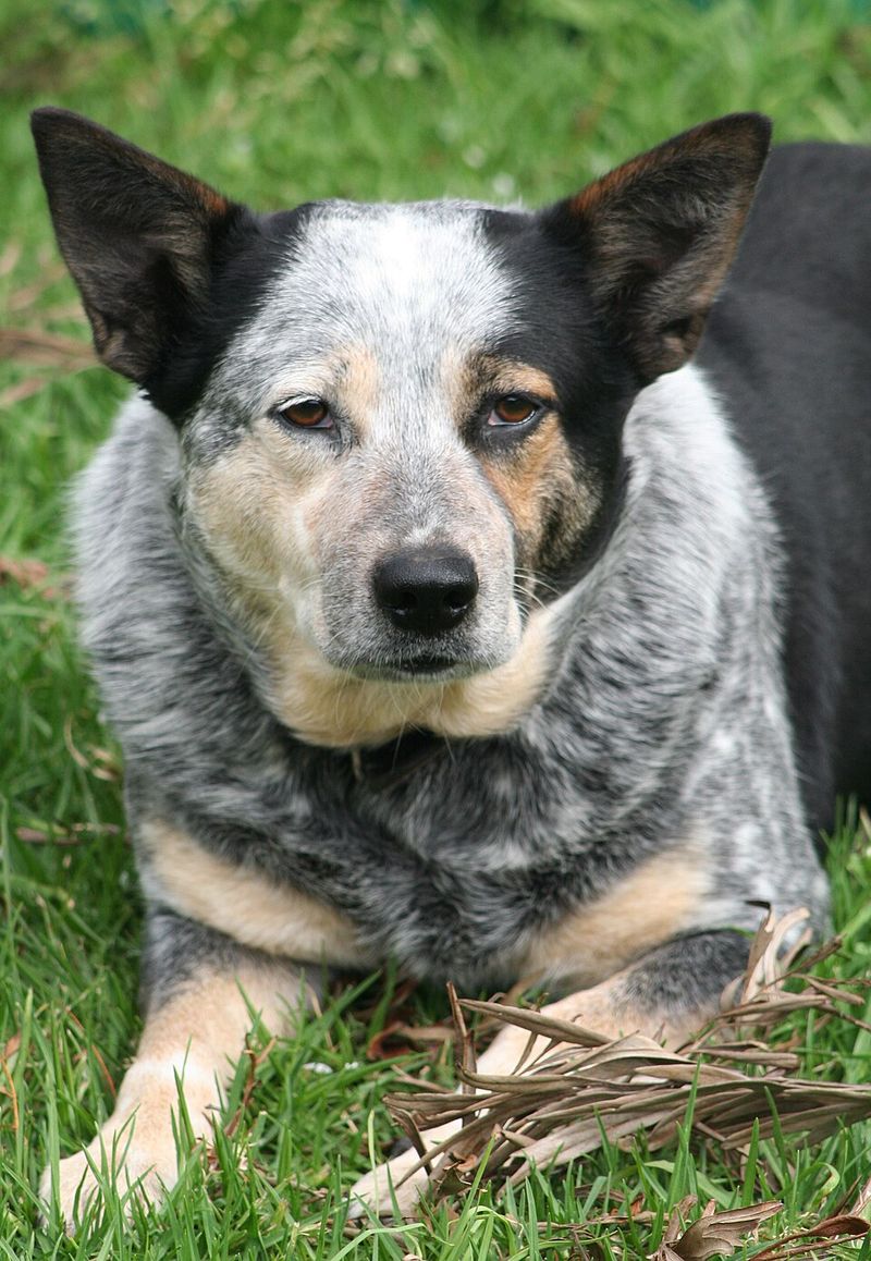 Aggression rarely appears from nowhere - these dog breeds can be especially challenging when signals are missed 11 Australian Cattle Dog