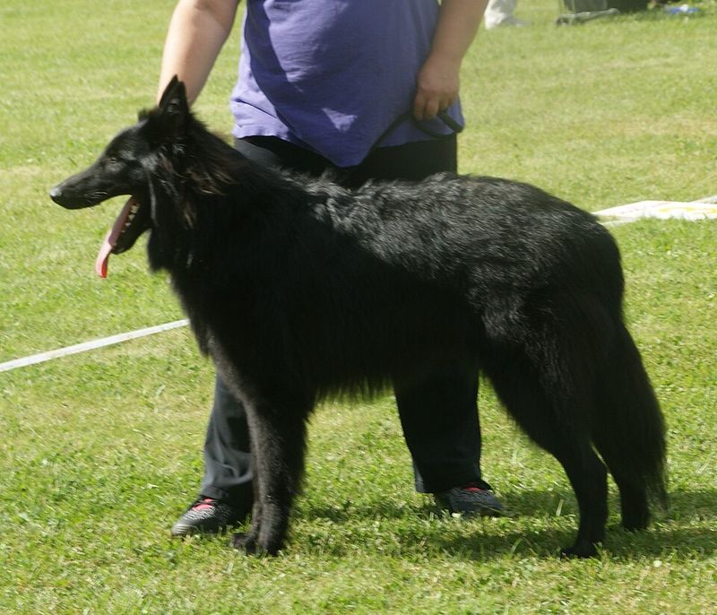 Belgian Sheepdog (Groenendael)