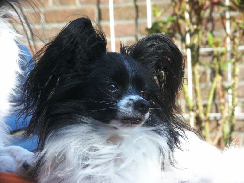 The dangerous part isn't meeting these dog breeds - It's trying to walk away without wanting one 9 Papillon