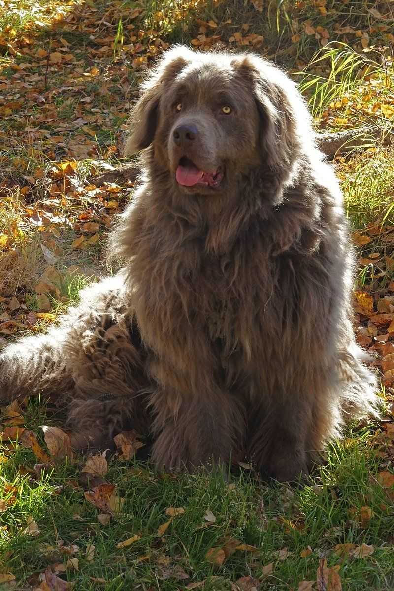 If you want more time enjoying your dog than trying to keep up with it, these breeds are worth exploring 4 Newfoundland