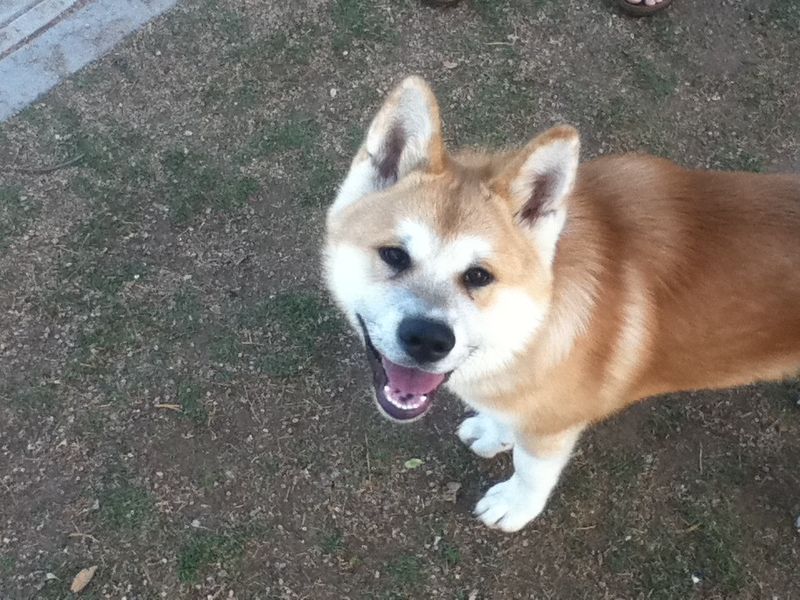 Akita