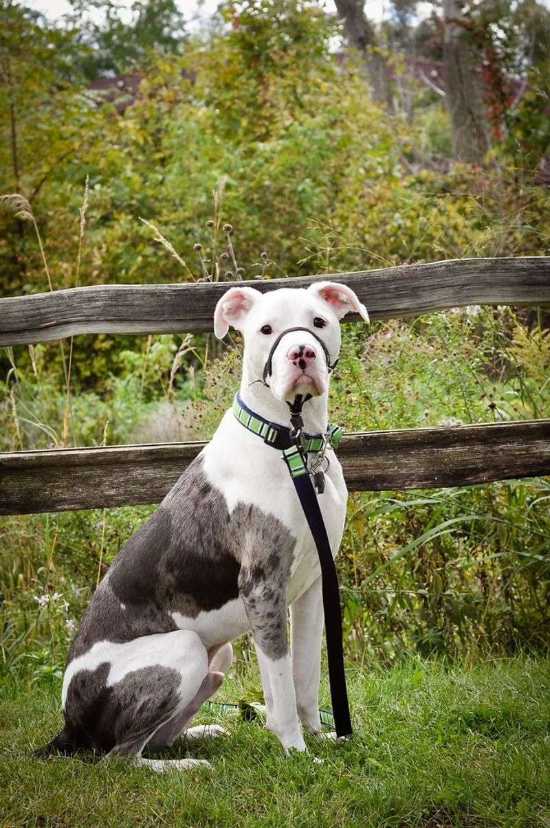 These 10 oversized dogs never seem to realize how big they are 2 Great Dane