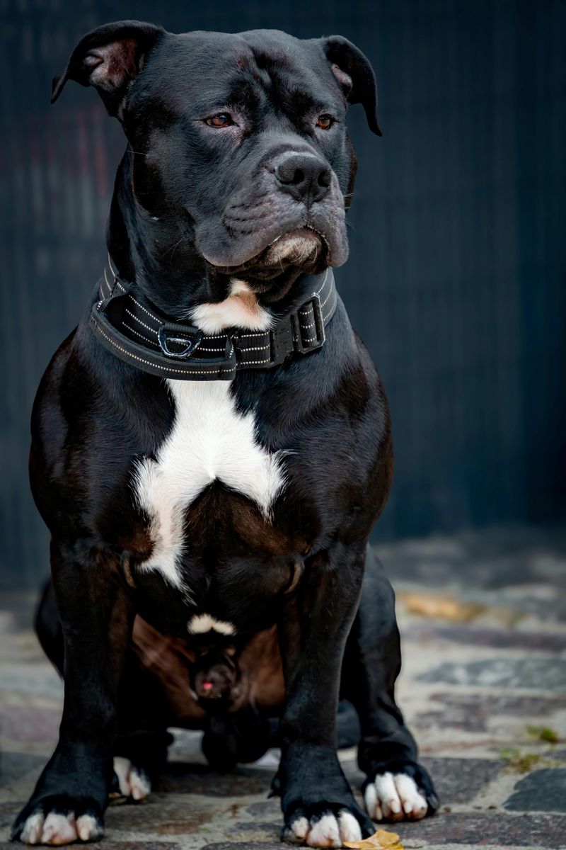 American Staffordshire Terrier