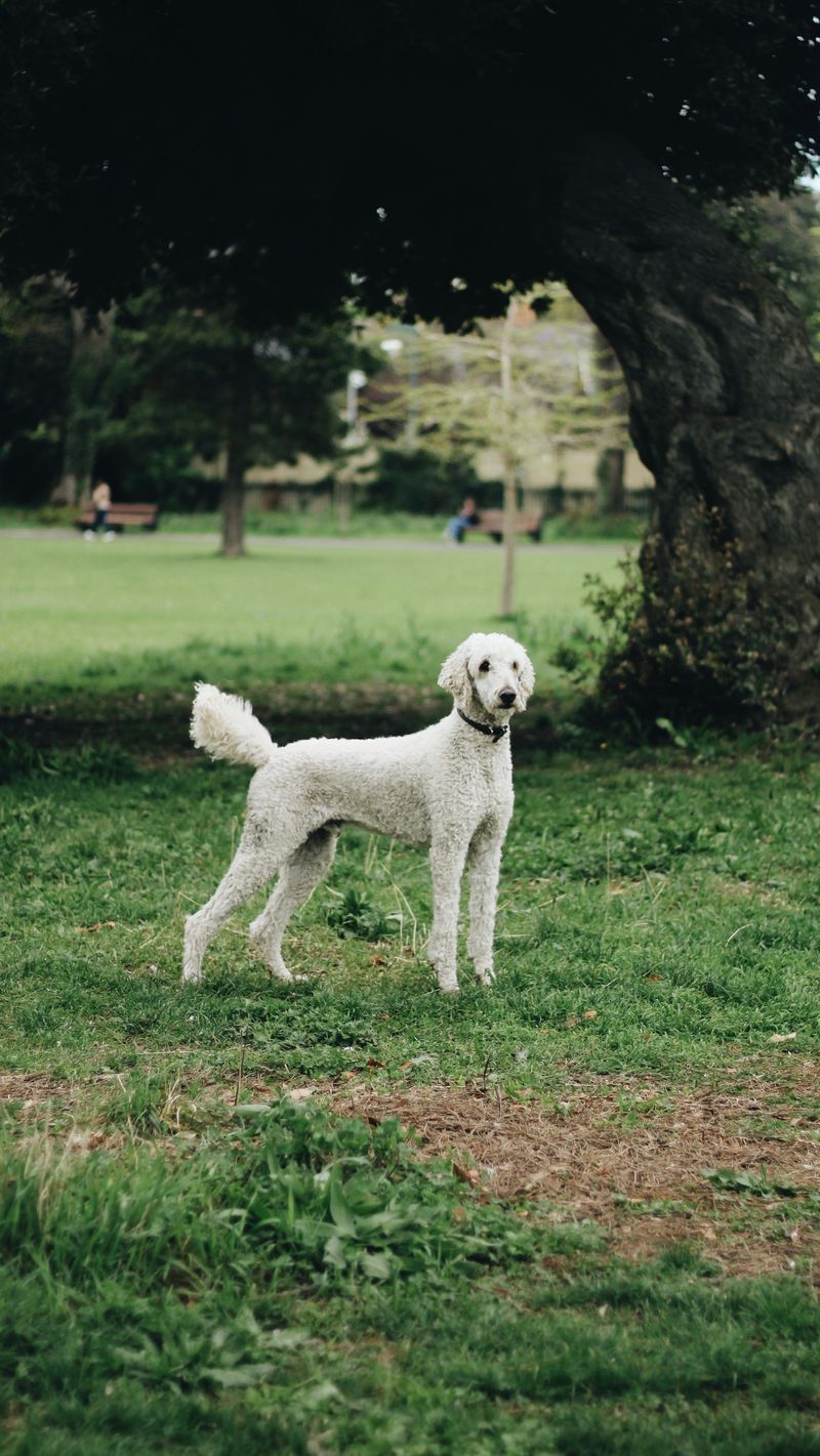 13 dog breeds that quietly respond when something feels wrong - plus 3 incredibly observant companions 8 Standard Poodle