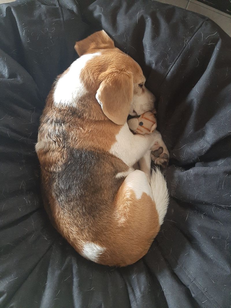 These 9 explanations reveal why dogs often choose your bed over theirs 9 Elevated spaces feel secure