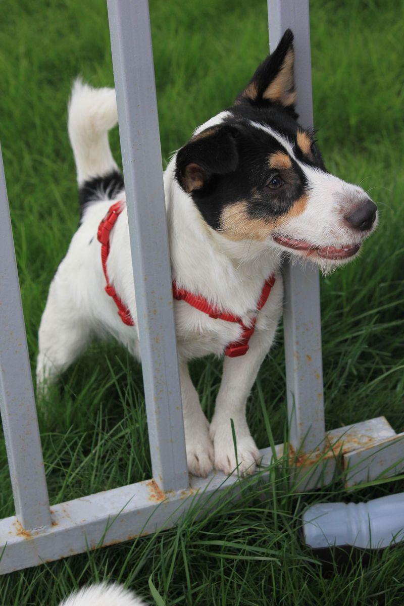 Small enough for your lap doesn't necessarily mean too small to sound the alarm 8 Jack Russell Terrier - the puzzle solver on patrol