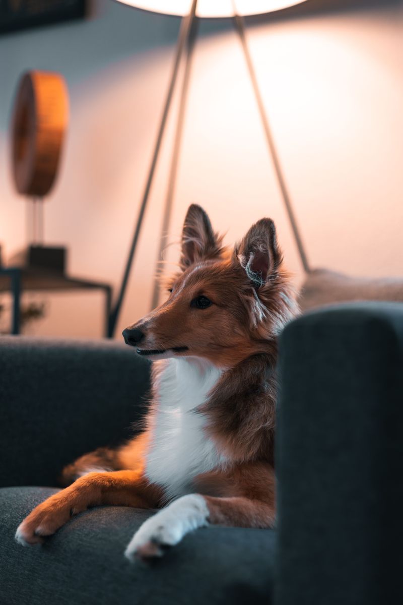 Shetland Sheepdog