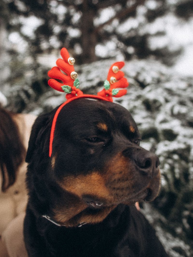 Rottweiler - steady soul with a wink