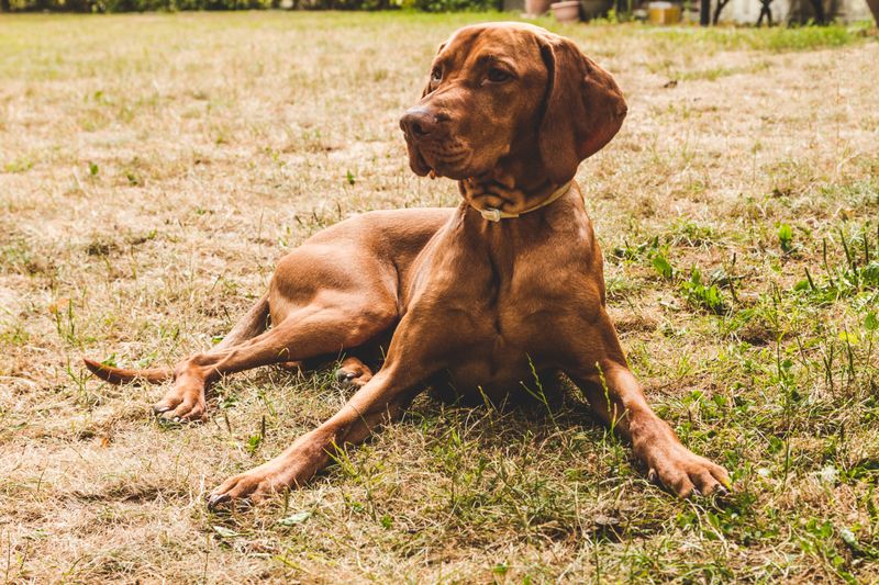 Some dogs take months to decide you're their person - These breeds may start much sooner 15 Vizsla
