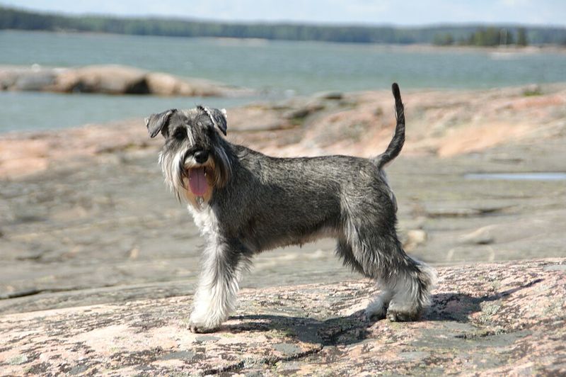 Social media can keep its breed of the month - These dogs have something trends can't manufacture 13 Miniature Schnauzer