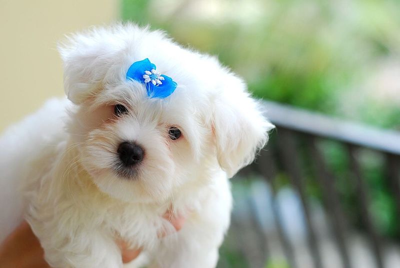 20 Calm Small Dog Breeds Seniors Find Easy to Live With 5 Maltese
