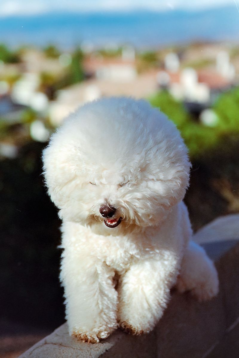 Bichon Frise