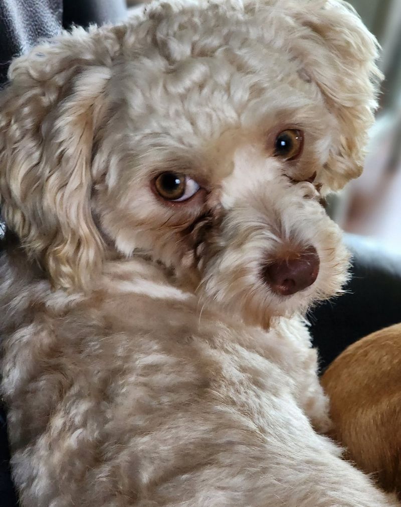 26 Popular Doodle Dog Mixes Loved for Their Personality and Charm 24 Peekapoo