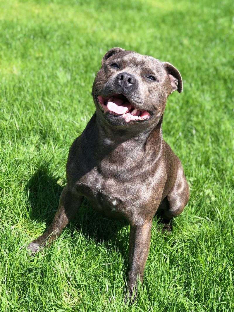 Staffordshire Bull Terrier