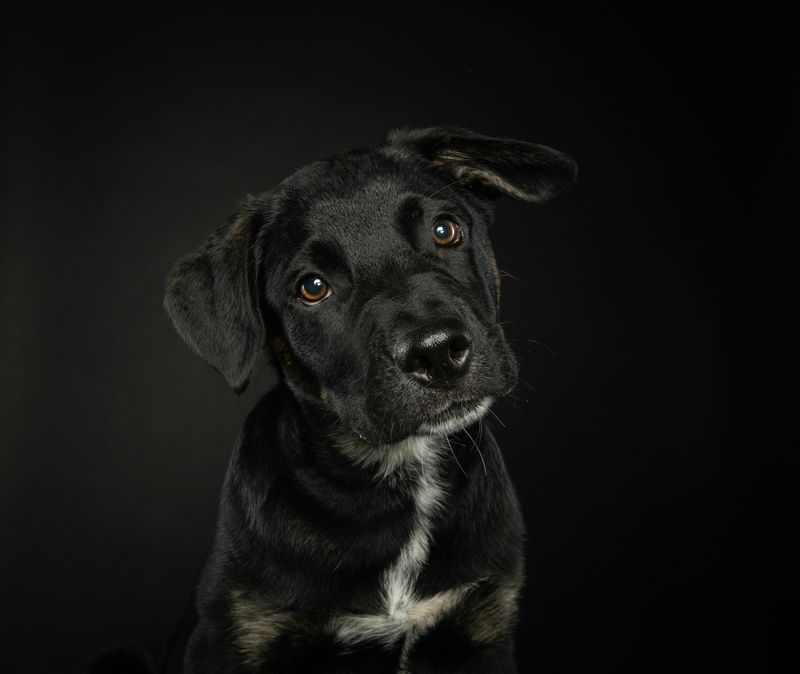 Black Labrador Mixes