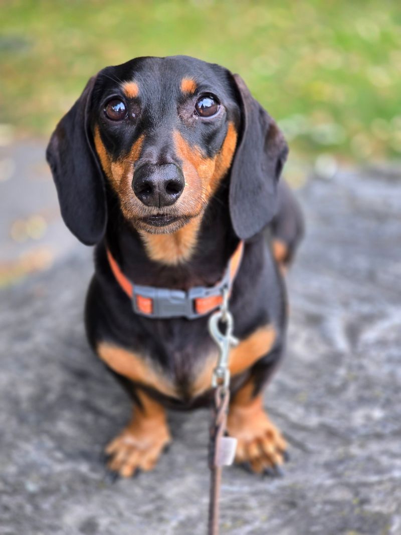 These dogs can enjoy the whole household while making their favorite human painfully obvious 2 Dachshund