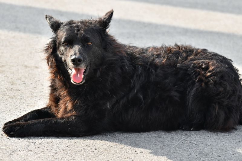 11 Dog Breeds That Commonly Struggle With Car Rides - What To Fix Before the Next Trip 5 Mudi