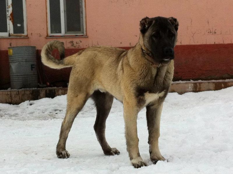 Kangal