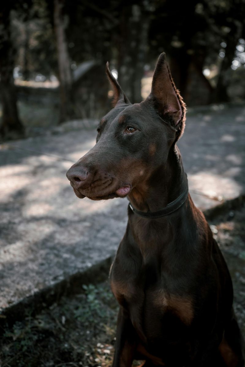 Doberman Pinscher