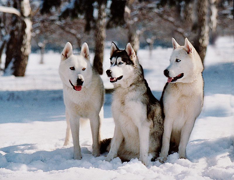 Dogs that seem stubborn during training are often just bored, and these 11 breeds prove it 2 Siberian Husky