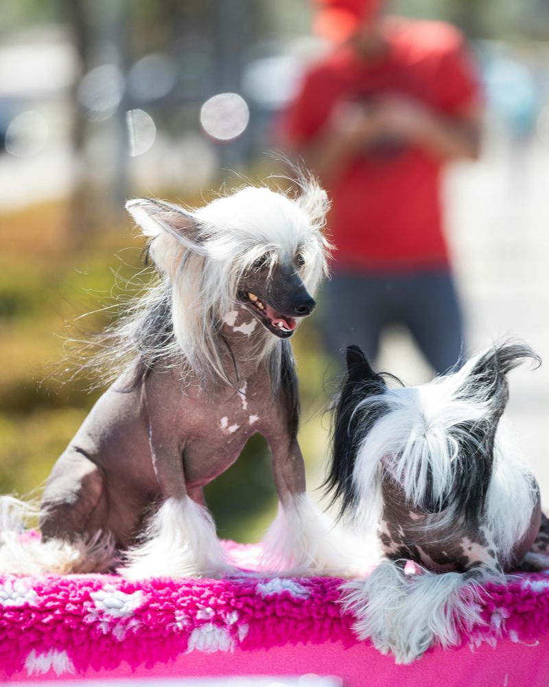 28 Small Dog Breeds with Bold Personalities and Playful Energy 29 Chinese Crested