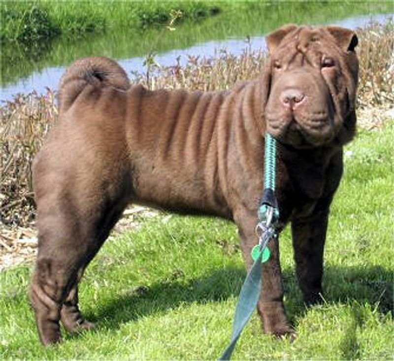 Stop Trusting “Tail Wagging” - 10 Breeds People Misread in Viral Body-Language Posts 11 Shar Pei