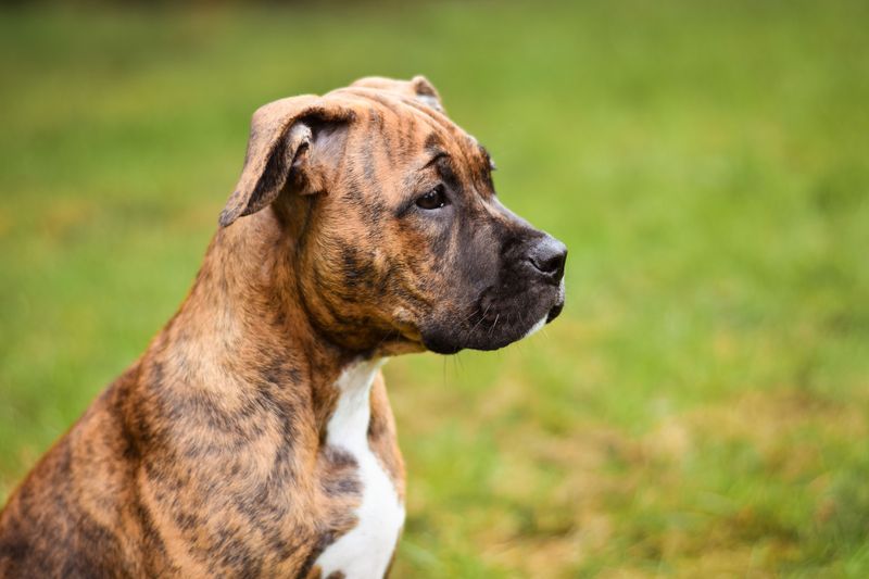 Looking for unwavering devotion? Start with these remarkable dog breeds 11 Boxer