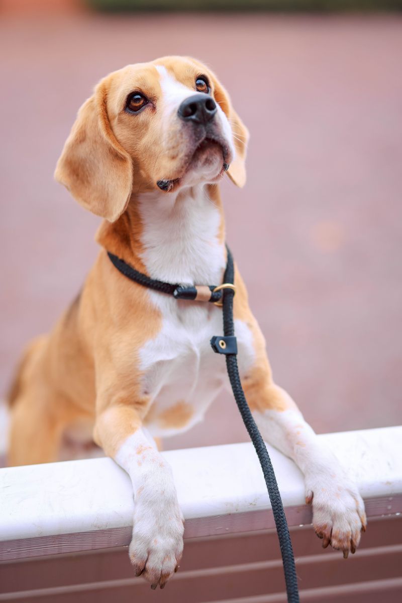 One person and the right dog can make a surprisingly complete household 3 Beagle